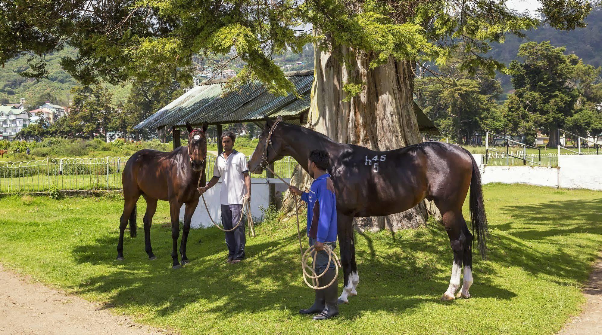 Hill Rise Luxury Villa & Stables By Edwards Collection Νουβάρα Ελίγια Εξωτερικό φωτογραφία